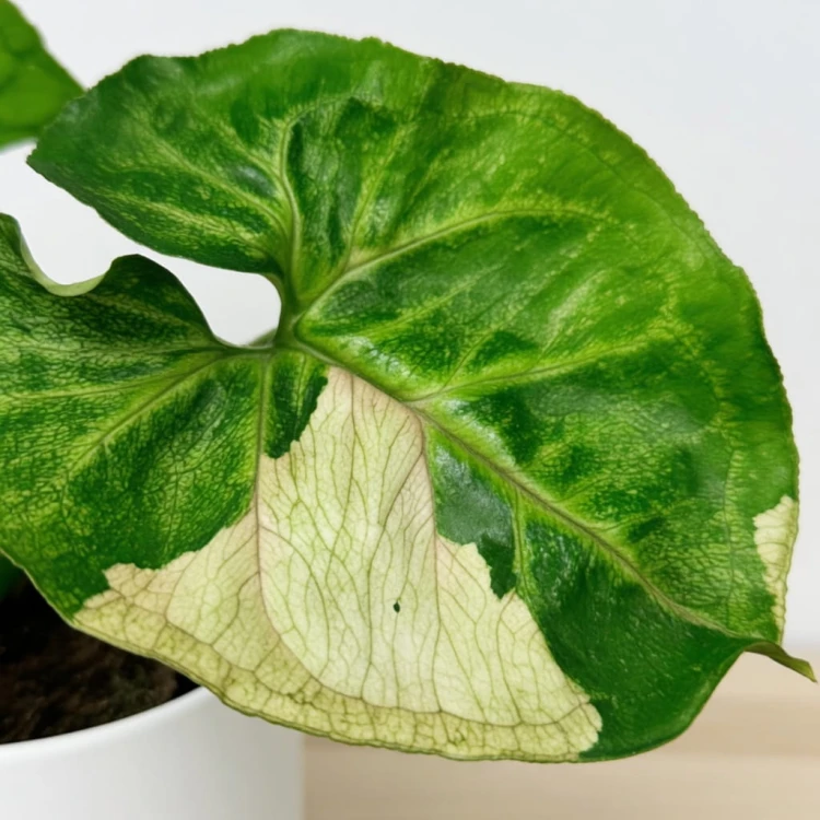 Syngonium T24 Zroślicha P9