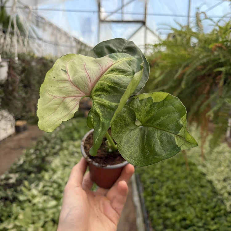 Syngonium T24 Zroślicha P9