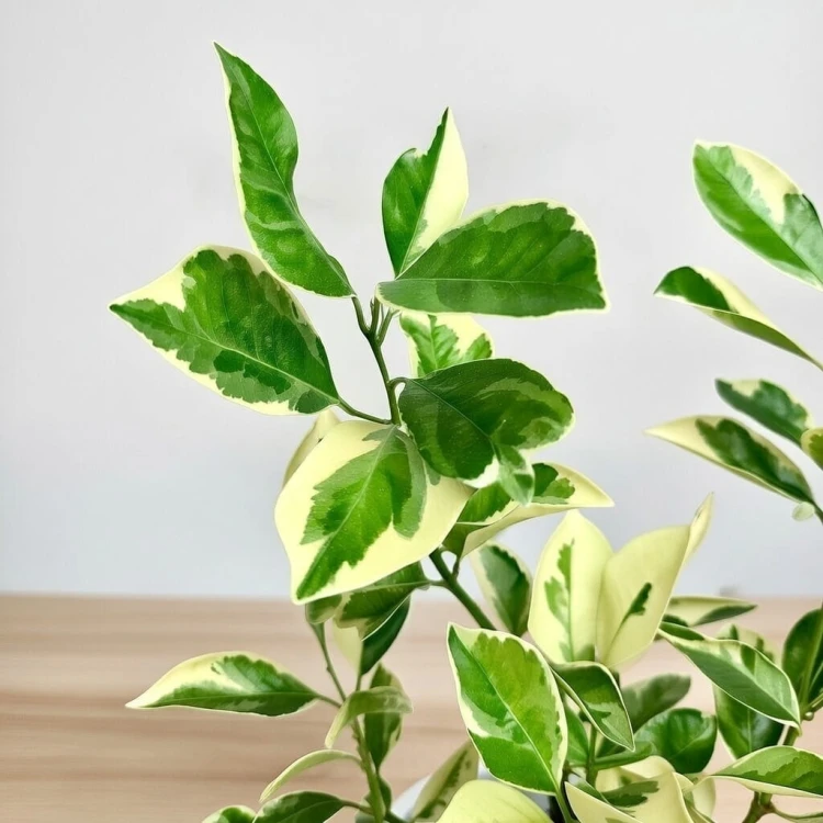 Citrus Variegata Kalamondyna Cytrus P11 #4