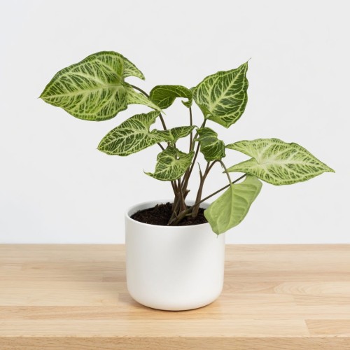 Syngonium Batik Zroślicha P11