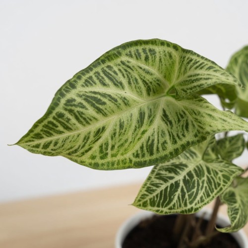 Syngonium Batik Zroślicha P11