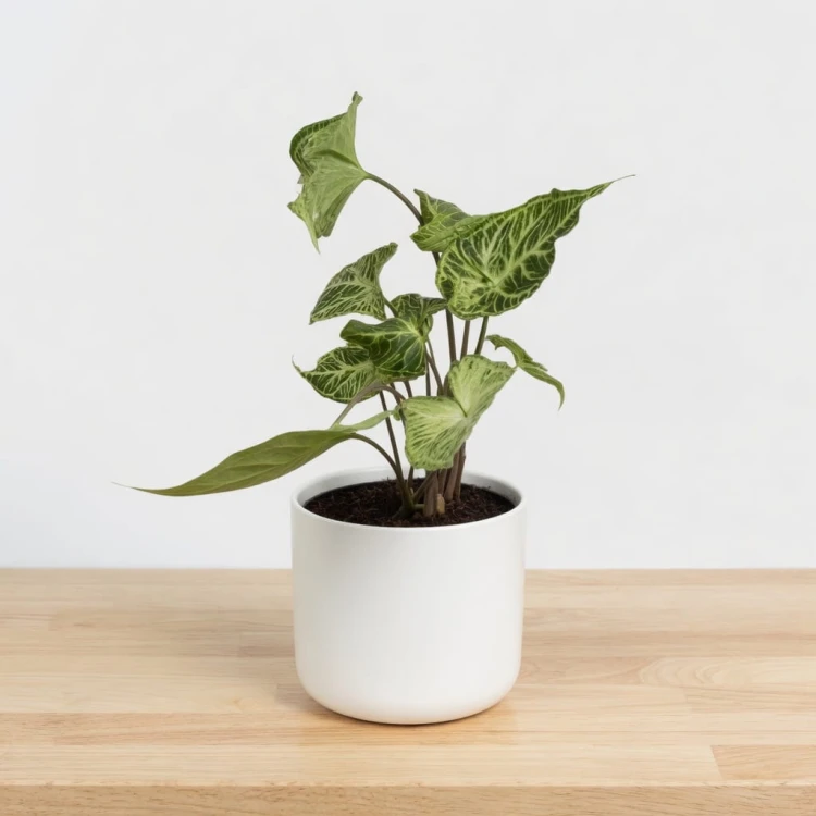 Syngonium Batik Zroślicha P11