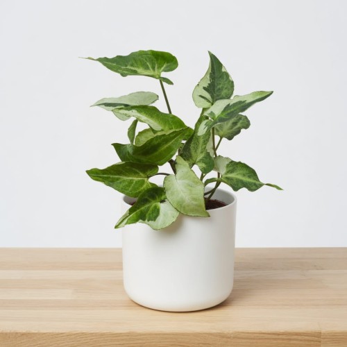 Syngonium Three Kings Zroślicha P11