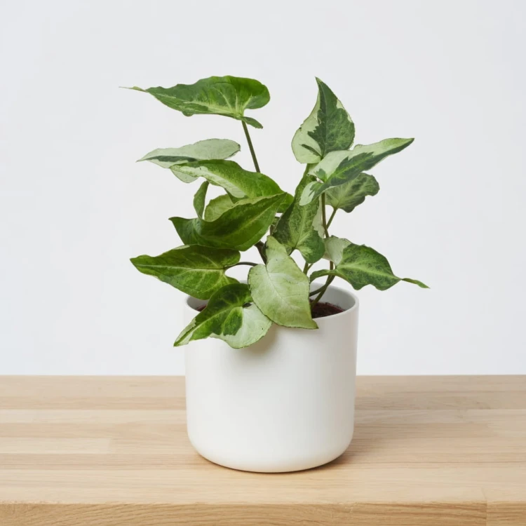 Syngonium Three Kings Zroślicha P11