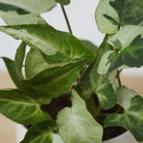 Syngonium Three Kings Zroślicha P11