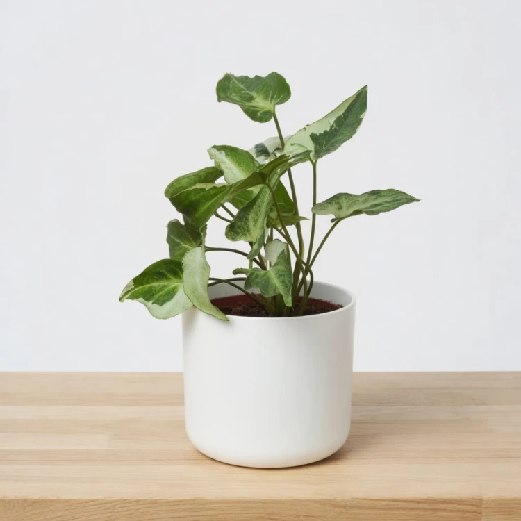 Syngonium Three Kings Zroślicha P11