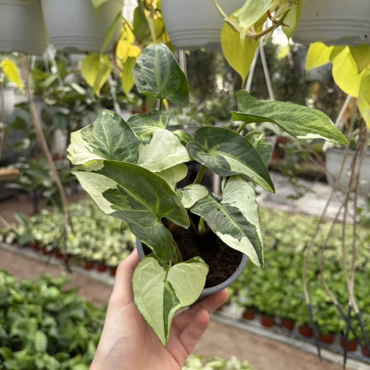 Syngonium Three Kings Zroślicha P11