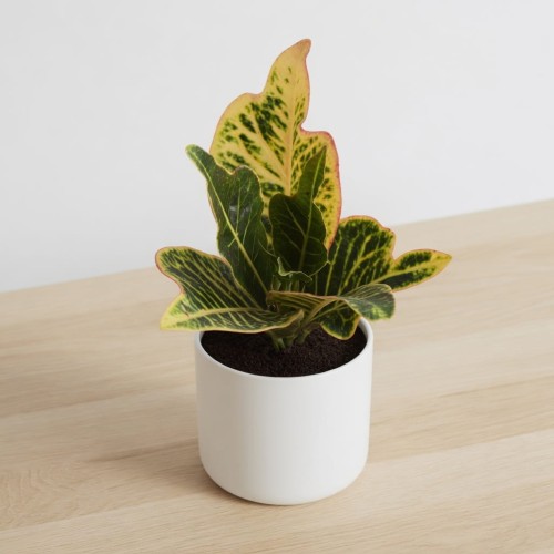 Kroton Excellent  Codiaeum variegatum Trójskrzyn pstry P9