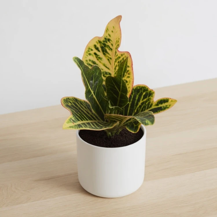 Kroton Excellent  Codiaeum variegatum Trójskrzyn pstry P9