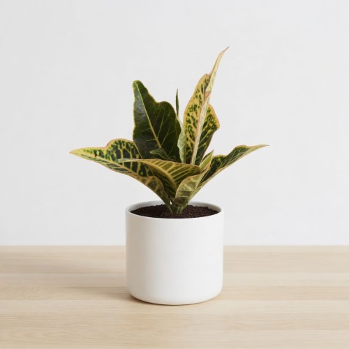 Kroton Excellent  Codiaeum variegatum Trójskrzyn pstry P9