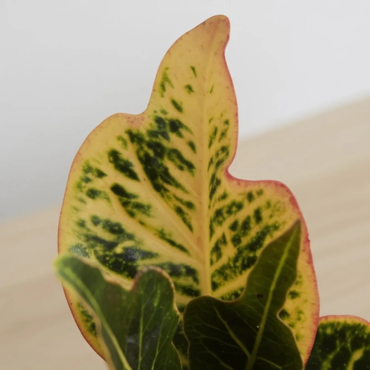 Kroton Excellent  Codiaeum variegatum Trójskrzyn pstry P9