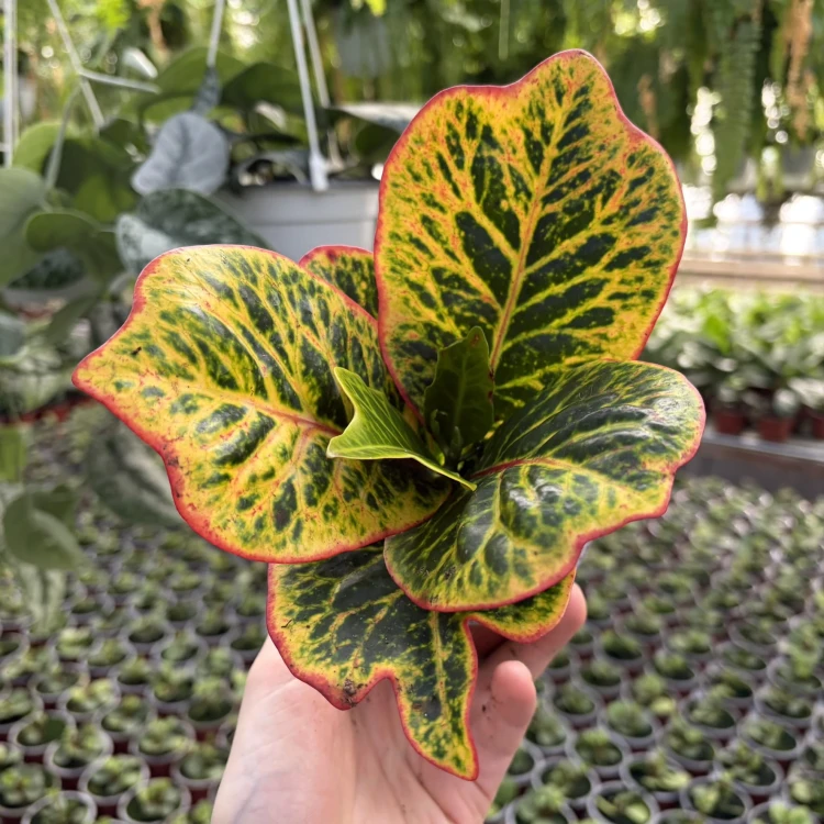 Kroton Excellent  Codiaeum variegatum Trójskrzyn pstry P9
