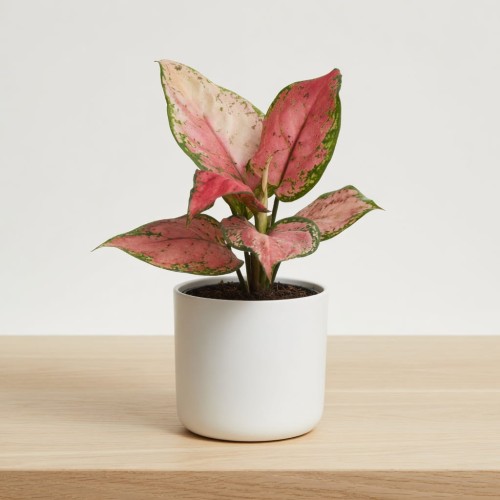 Aglaonema Red Valentine Aglonema P9