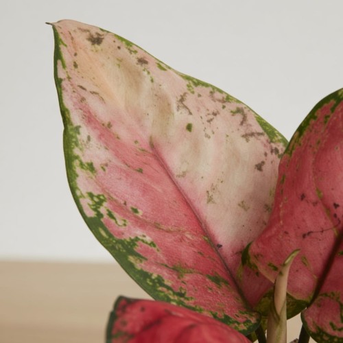 Aglaonema Red Valentine Aglonema P9