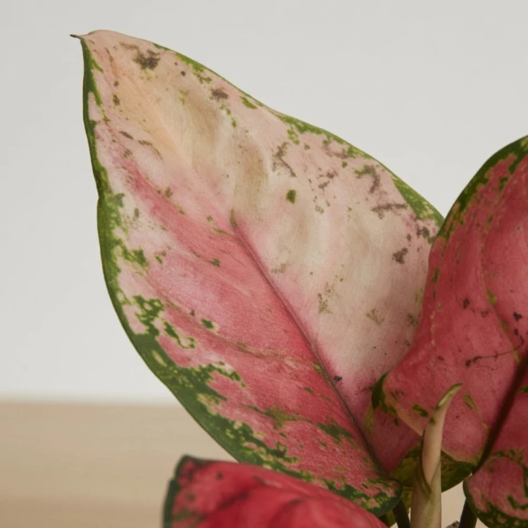 Aglaonema Red Valentine Aglonema P9