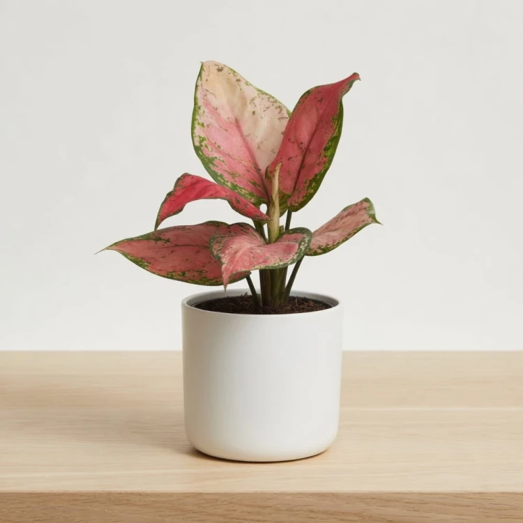 Aglaonema Red Valentine Aglonema P9