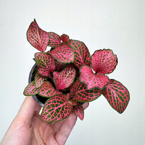 Fittonia Fitonia różowa #1