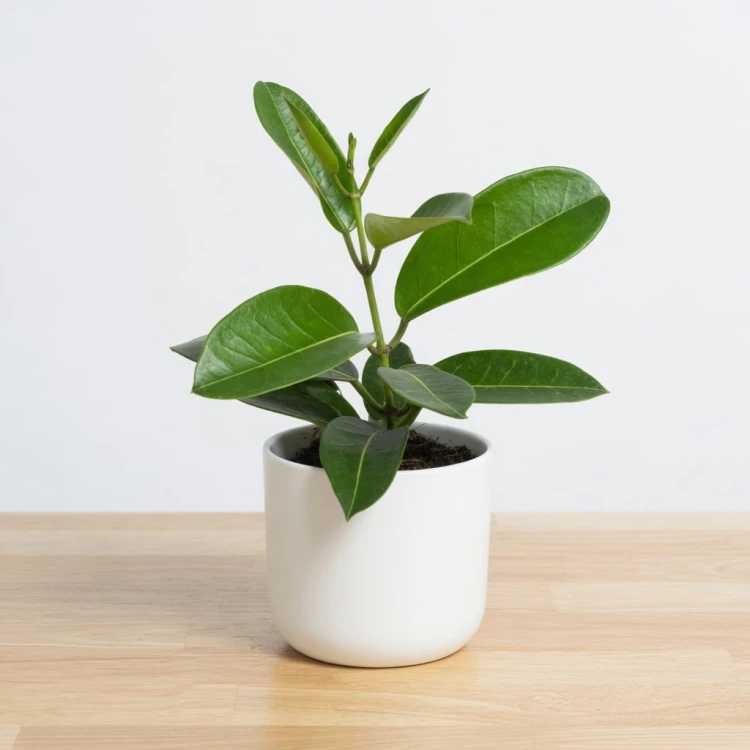 Stefanotis Bukietowy Stephanotis Floribunda