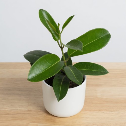 Stefanotis Bukietowy Stephanotis Floribunda