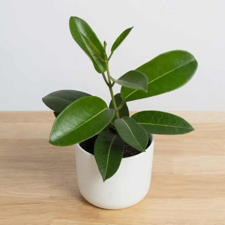 Stefanotis Bukietowy Stephanotis Floribunda