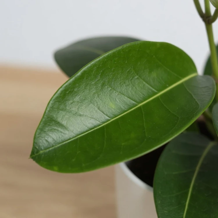 Stefanotis Bukietowy Stephanotis Floribunda