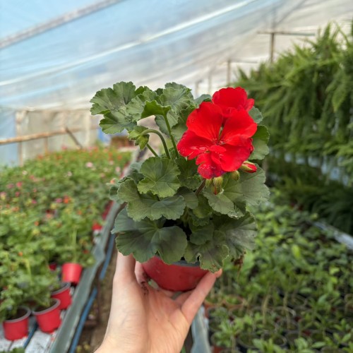 Pelargonia pasiasta Trendix Scarlet Pelargonium zonale