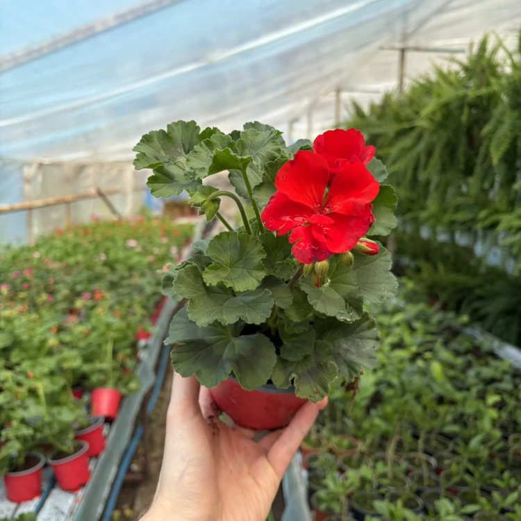 Pelargonia pasiasta Trendix Scarlet Pelargonium zonale
