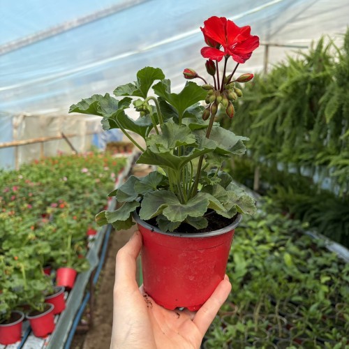 Pelargonia pasiasta Trendix Scarlet Pelargonium zonale