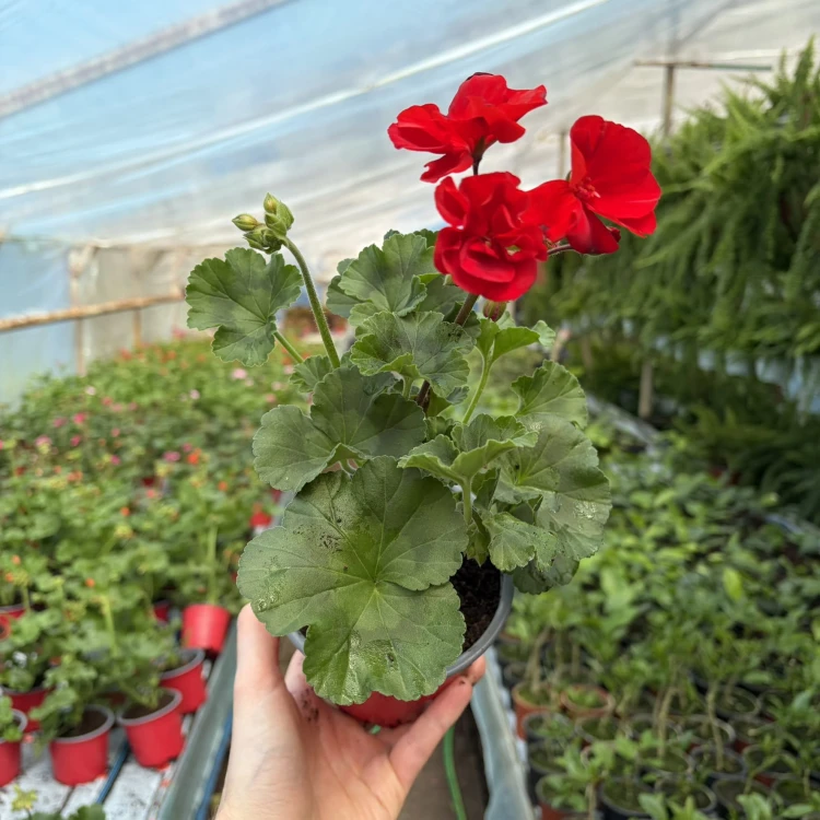 Pelargonia pasiasta Trendix Scarlet Pelargonium zonale