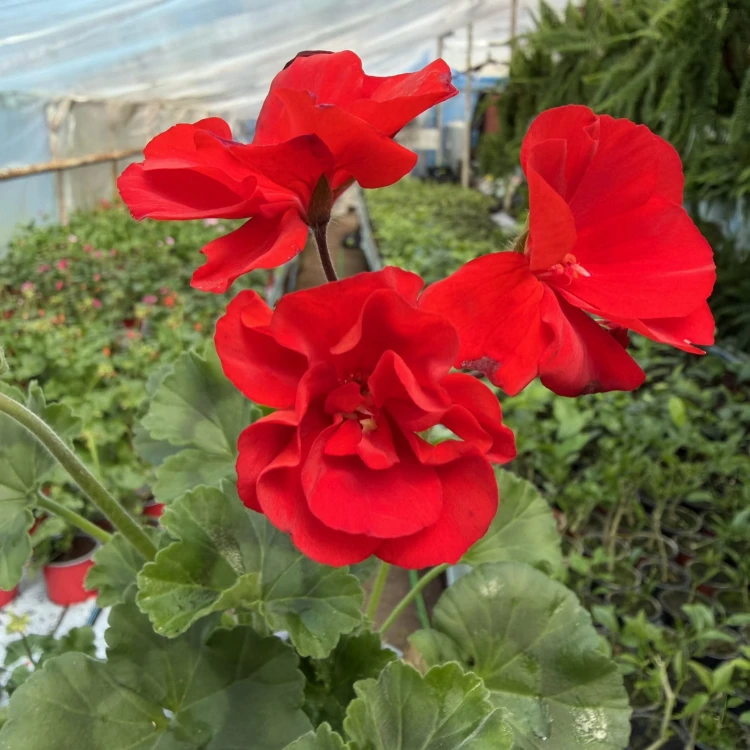 Pelargonia pasiasta Trendix Scarlet Pelargonium zonale