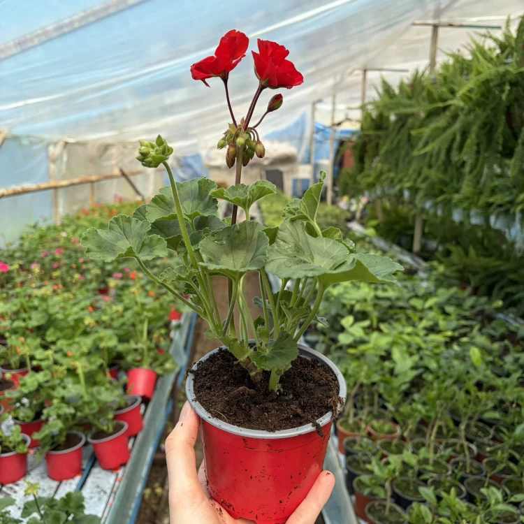 Pelargonia pasiasta Trendix Scarlet Pelargonium zonale