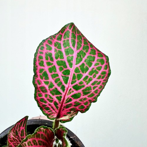 Fittonia Fitonia różowa #2
