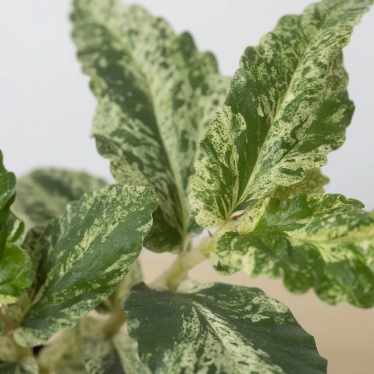 Pellionia repens Variegata P9
