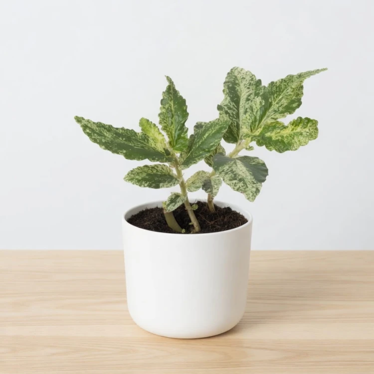 Pellionia repens Variegata P9