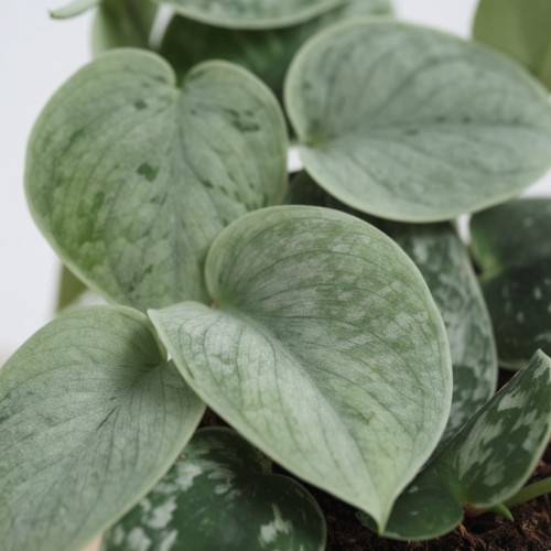 Scindapsus pictus Silver Ann Scindapsus pstry P11
