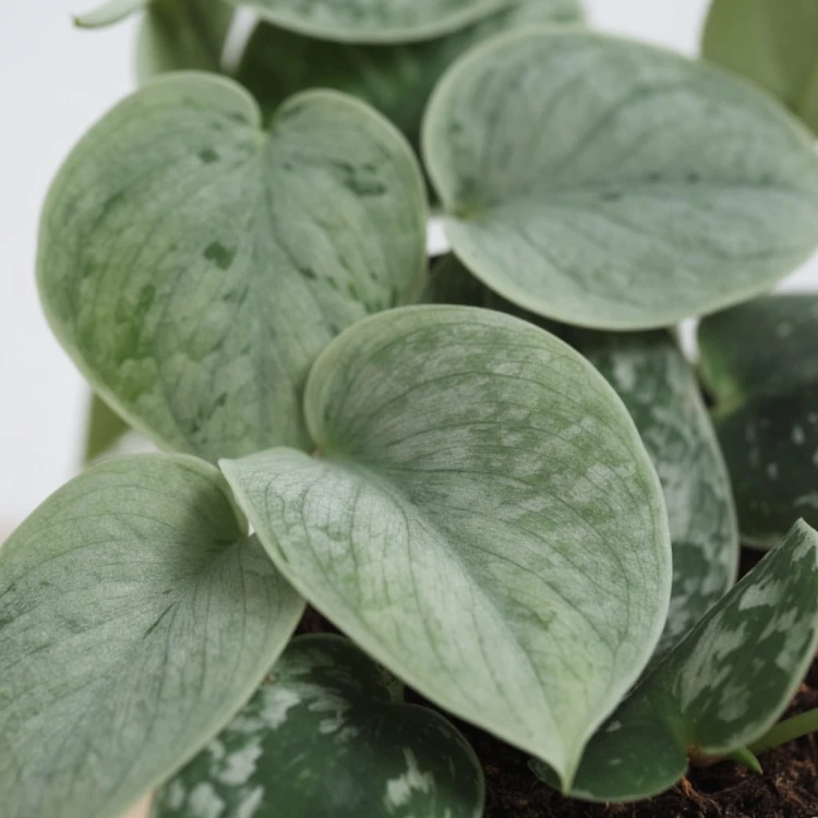 Scindapsus pictus Silver Ann Scindapsus pstry P11