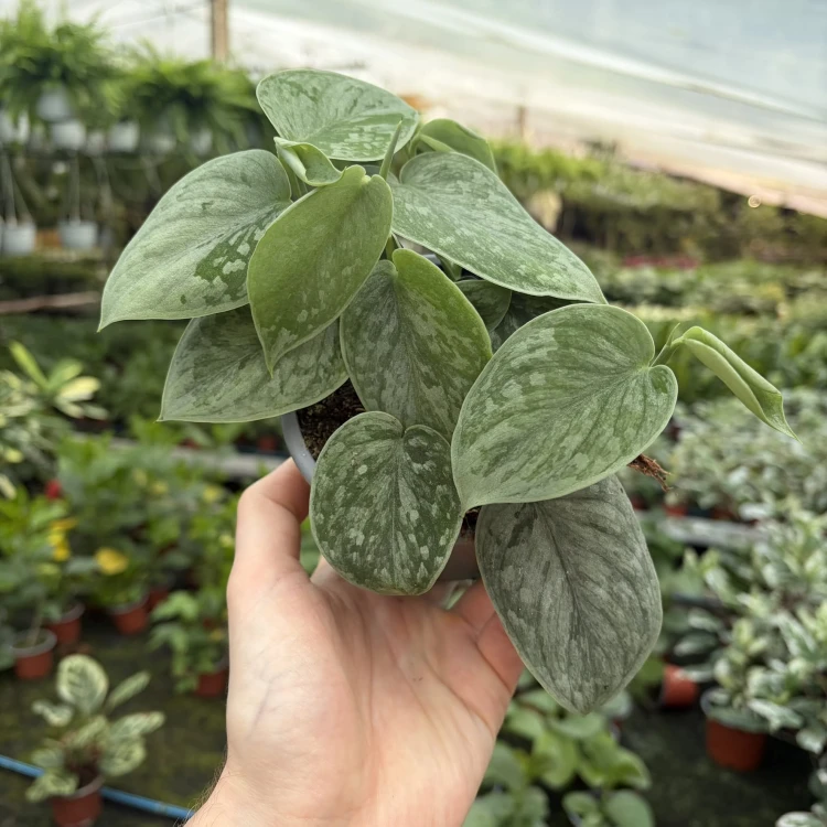 Scindapsus pictus Silver Ann Scindapsus pstry P11