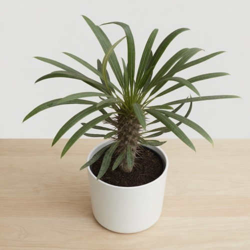grok-image-27d78766-ee2a-40b6-af6a-0082eab35a54.png