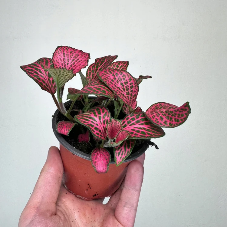 Fittonia Fitonia różowa #3