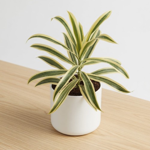 Dracaena reflexa Song of India Dracena P11