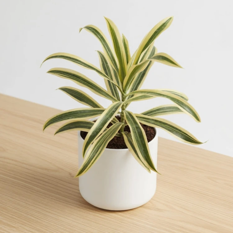 Dracaena reflexa Song of India Dracena P11