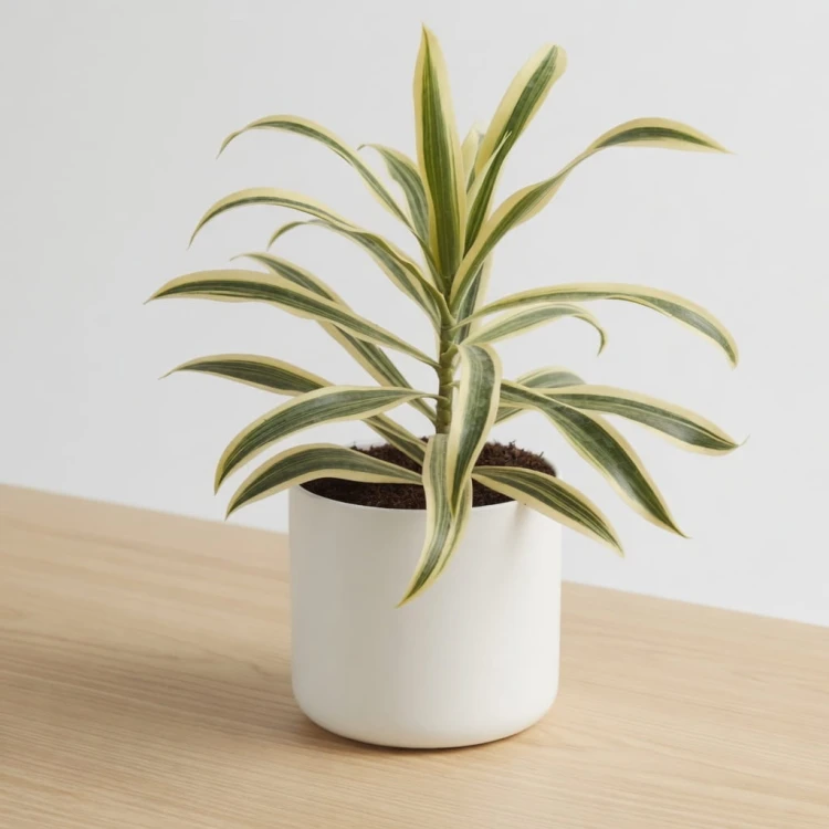 Dracaena reflexa Song of India Dracena P11