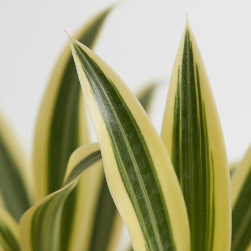Dracaena reflexa Song of India Dracena P11