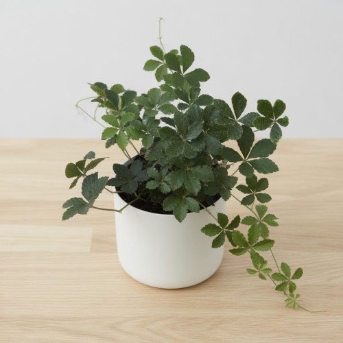 Cissus Striata Cisus Palczasty P11