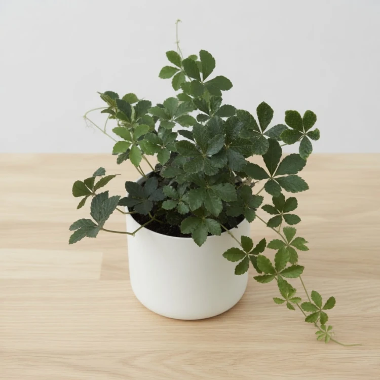 Cissus Striata Cisus Palczasty P11