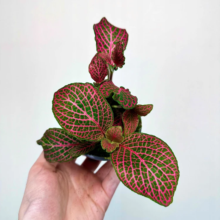 Fittonia Fitonia różowa #4