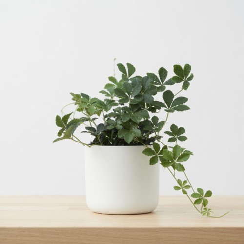 Cissus Striata Cisus Palczasty P11