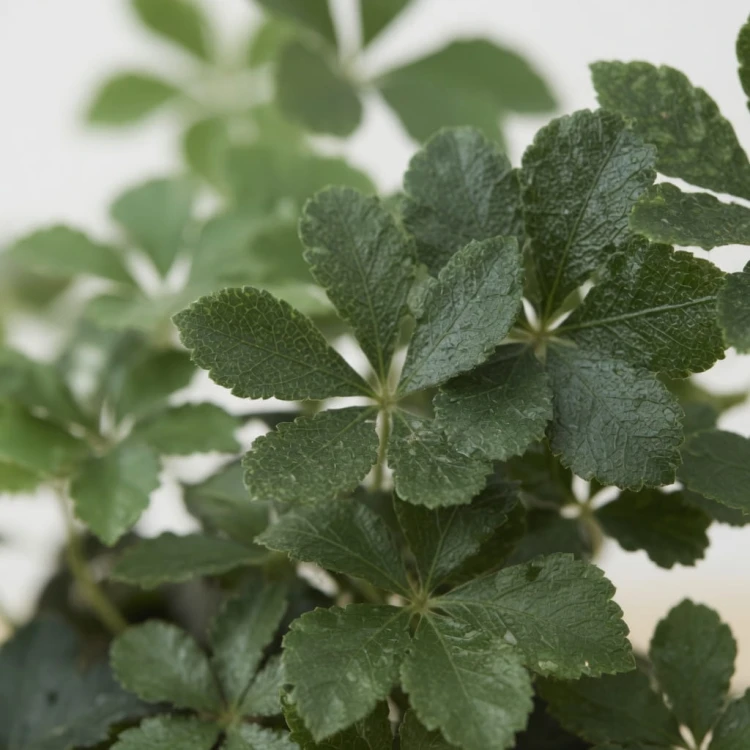 Cissus Striata Cisus Palczasty P11
