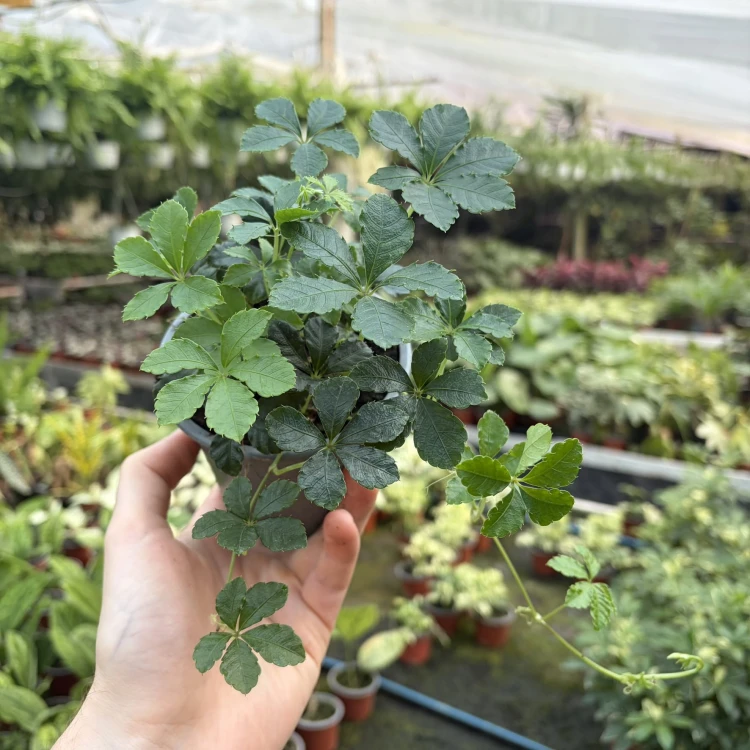 Cissus Striata Cisus Palczasty P11