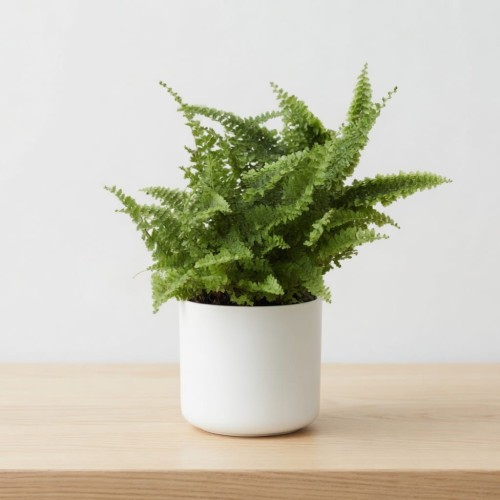 Paproć Green Fantasy Nephrolepis P9